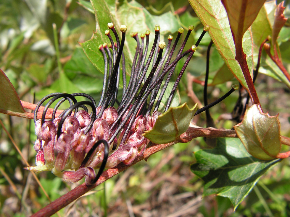 The Black Grevillea Southern Downs Regional Council